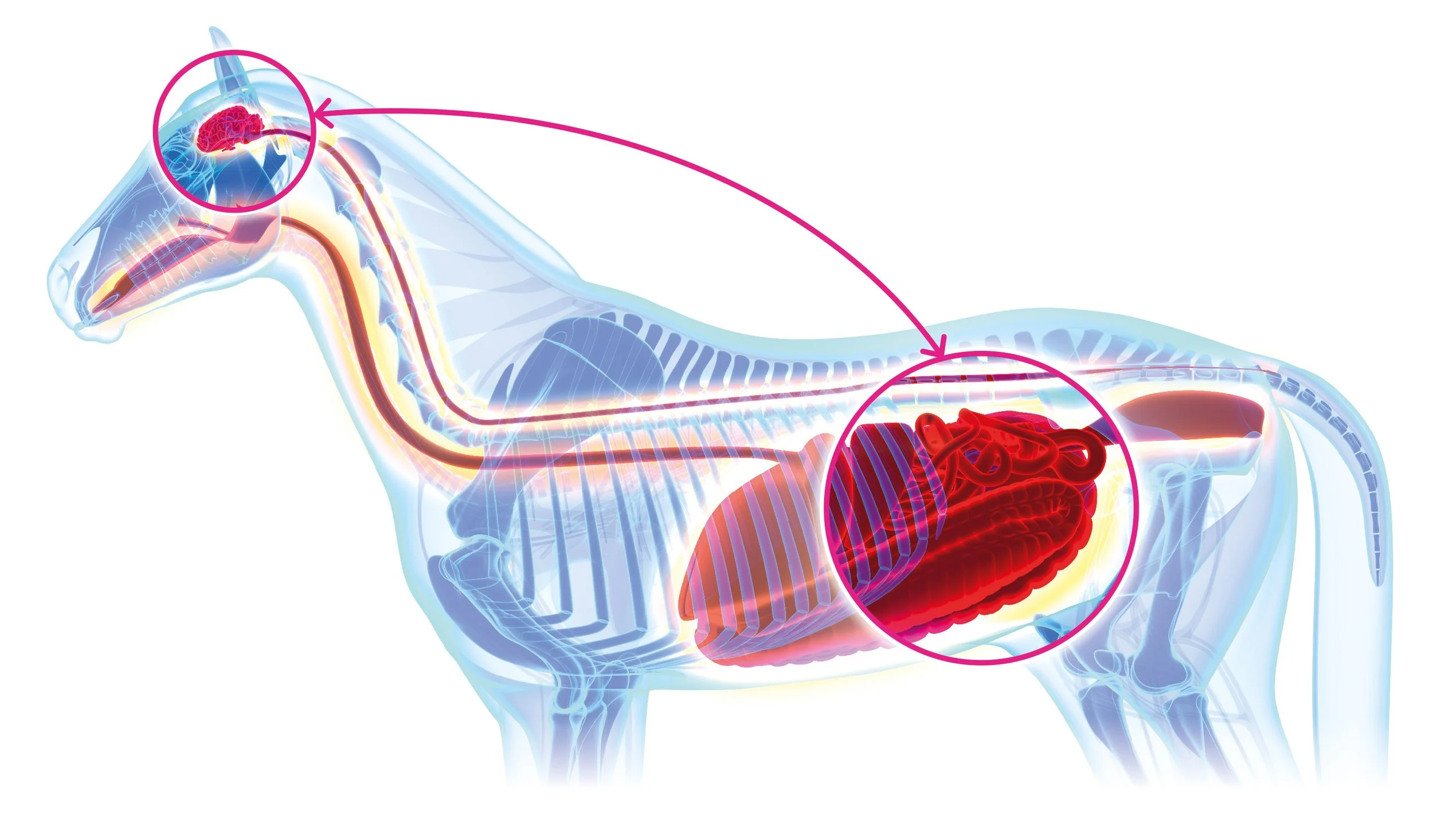How the gut brain connection affects the performance of horses